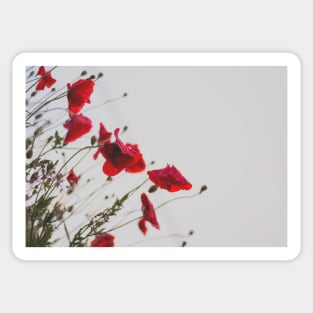 ANZAC Day Red Poppies Sticker